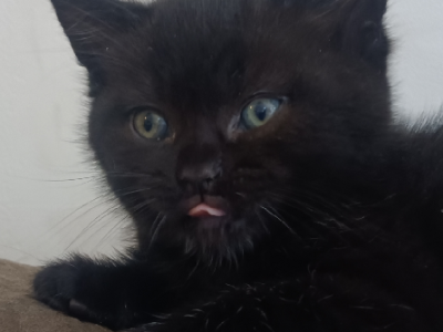 Maine Coon – Longford