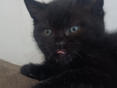 Maine Coon – Longford