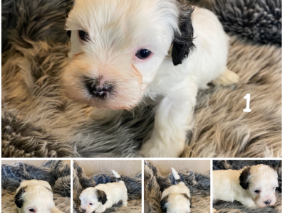 Shih Tzu – Buronga