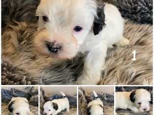 Shih Tzu – Buronga
