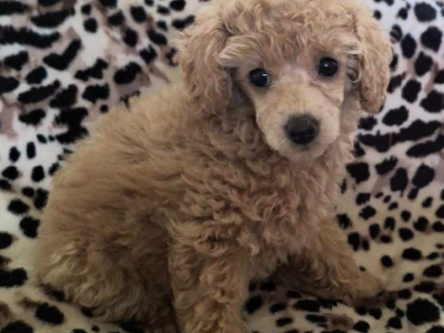 Toy Poodle – Beaumaris