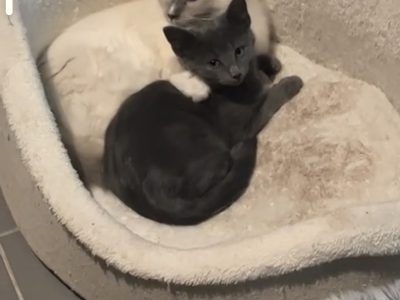 Russian Blue – Labrador