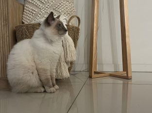 Ragdoll – Labrador