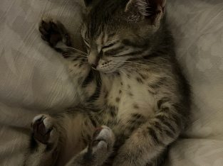 Australian Mist – Seville Grove