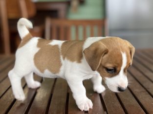 Jack Russell – Millmerran