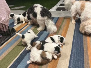 Maltese Shih Tzu – Yarrabilba