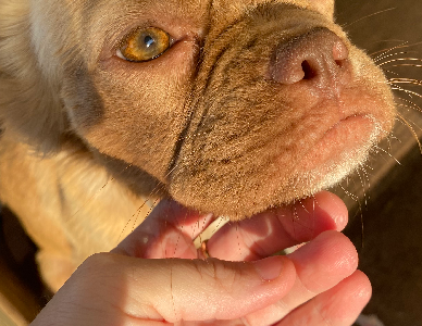 French Bulldog – Muswellbrook