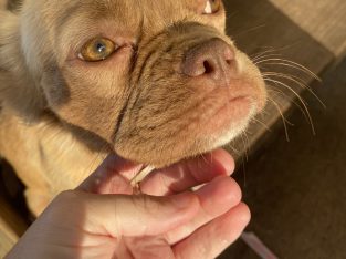 French Bulldog – Muswellbrook