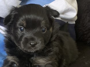 Chihuahua – Thornton