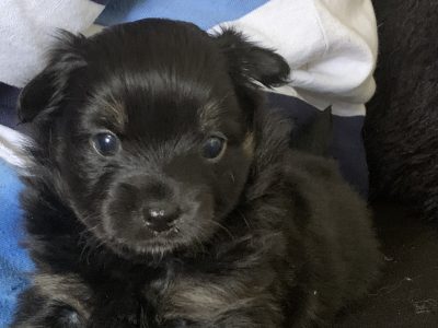 Chihuahua – Thornton