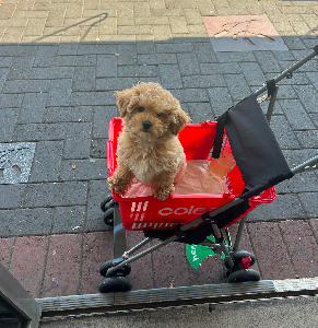 Bichoodle – Port Hacking