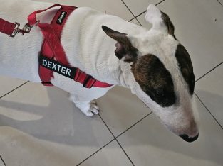 English Bull Terrier – Emerald