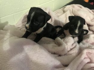 American Staffordshire Bull Terrier – Eastlakes