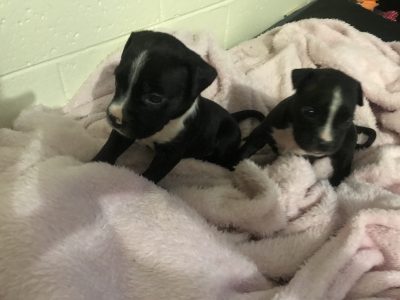 American Staffordshire Bull Terrier – Eastlakes