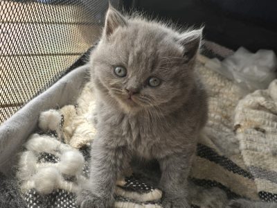 British Shorthair – Dallas