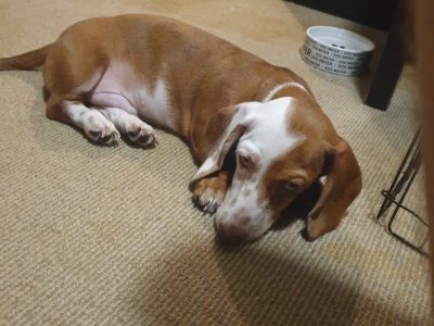 Dachshund – Palm Beach