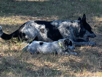 Australian Cattle Dog – Cranbourne