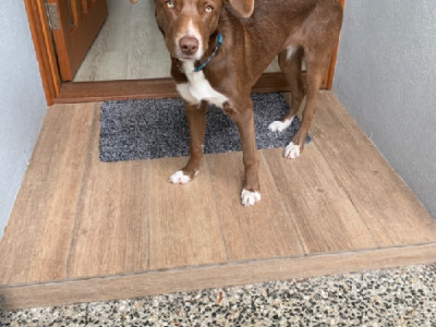 Australian Kelpie – Coolangatta