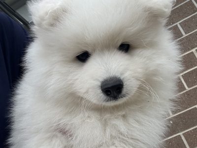 Japanese Spitz – Botanic Ridge