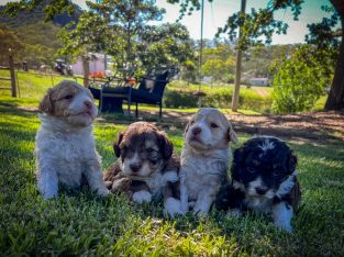 Bordoodle – Bathurst