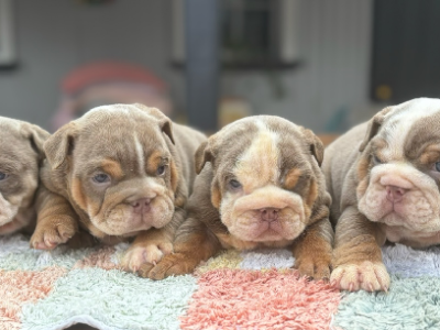 British Bulldog – West Beach