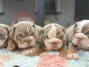 British Bulldog – West Beach