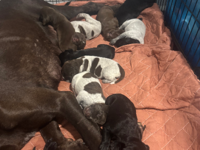 German Shorthaired Pointer – Tom