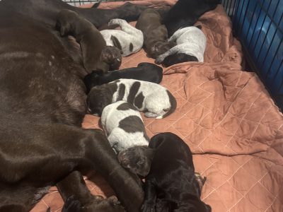 German Shorthaired Pointer – Tom