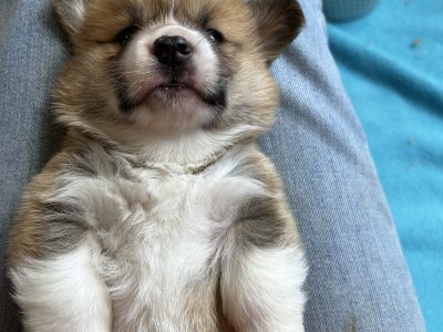 Corgi – Sylvie Starl