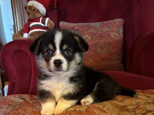 Corgi – Middle Ridge