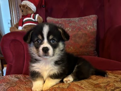 Corgi – Middle Ridge