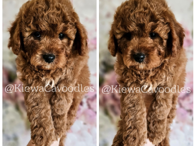 Cavoodle – Sunbury