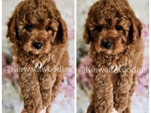 Cavoodle – Sunbury