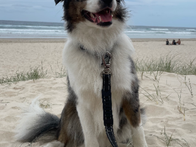 Border Collie – Ormeau