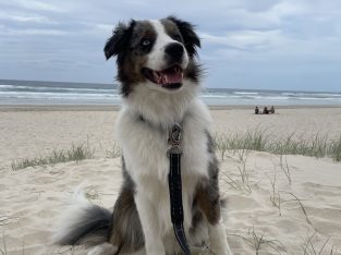 Border Collie – Ormeau