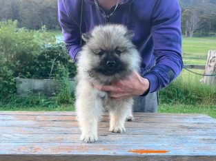 Dogs – Oyster Cove