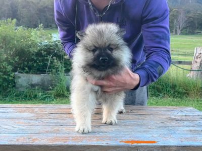 Dogs – Oyster Cove