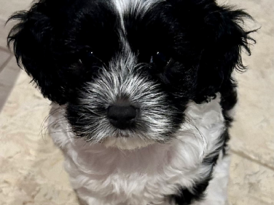 Cavoodle – Coomera