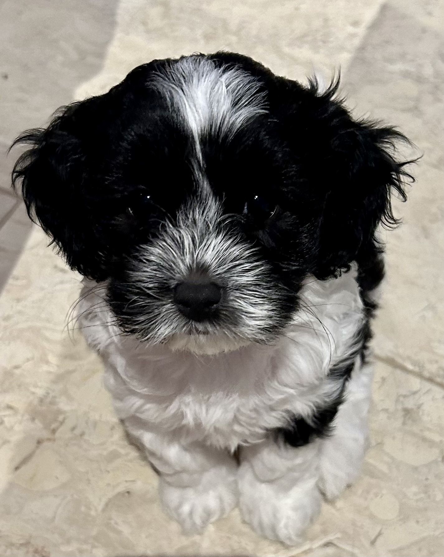 Cavacocker Cavoodle - Coomera - PetsForHomes