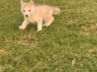 Husky – Vikrant Sharma