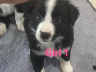 Border Collie – Bowen