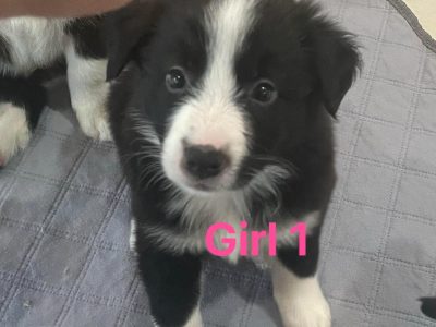 Border Collie – Bowen