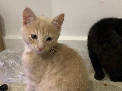 Domestic Medium Hair (DMH) – Mill Park