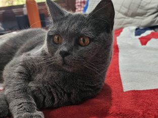 British Shorthair – Worongary