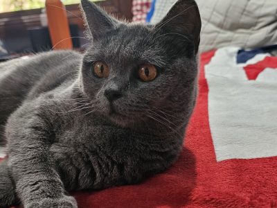 British Shorthair – Worongary