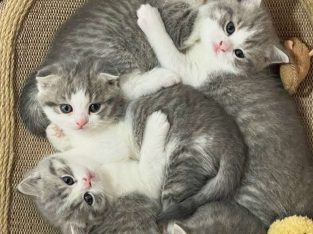 Scottish Shorthair – Traralgon