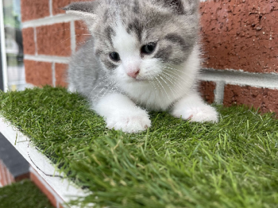 Scottish Shorthair – Traralgon