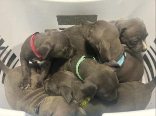 Staffordshire Bull Terrier – Berwick