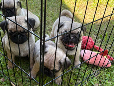 Pug – Wyong