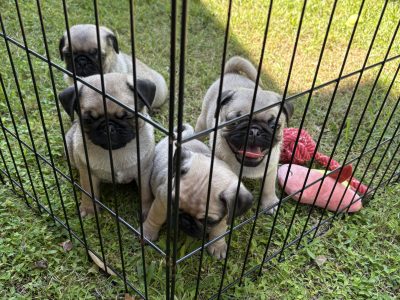Pug – Wyong